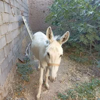الاغ نر جوان