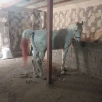 اسب عرب