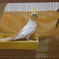 فروش جوجه عروس هلندی