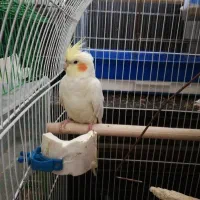 عروس هلندی ماده آماده معاوضه و فروش