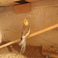 عروس هلندی