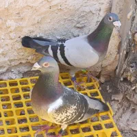 نشسته|پرنده|خورموج, |دیوار