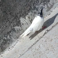 باشی سپه