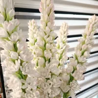 گل‌های زیبای چینی مخصوص مزون های عروس