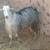 یک عددچبش