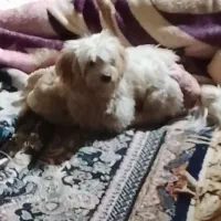 سگ شیتزو تریر پاکوتاه خانگی