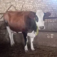 گاو گوساله
