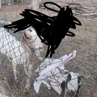 دوعدد گوسفند معاوضه با دوعددبره نر