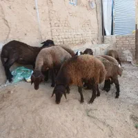 فروش ۸راس بره قوچی همو نژاد افشار