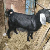 گوسفند قربانی