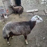 قوچ