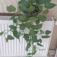 گل پنوس زیبا و پر ریشه