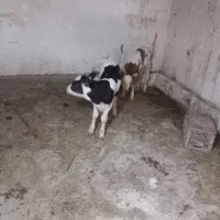 ۳رس گوساله ماده آستانه
