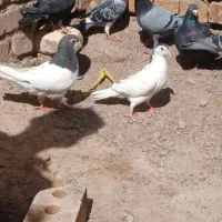 کفتر