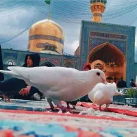 تور مشهد با اقساط ۱۰و۱۵ ماهه بدون سود وکارمزد