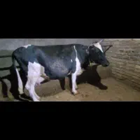 ماده گاو با گوساله
