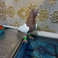 سینه سرخ