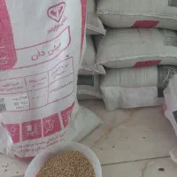 نیمچه اردک اسرائیلی و پکنی