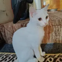 گربه نر
