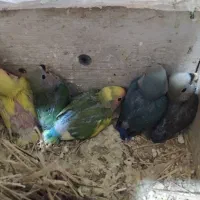 جوجه طوطی کوتوله کتول تعدادی قفس