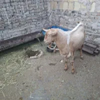 بزغاله نر