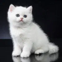 گربه بریتیش سفید