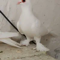 کبوترجفت لوتی چشم قرمز تبریزی و یک جفت مسافتی