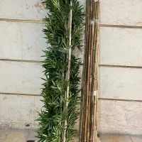 گل بامبو