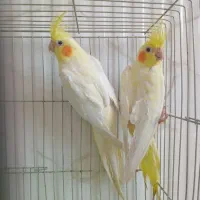 جفت عروس هلندی لوتینو مولد