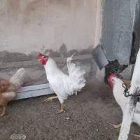 خروس زیبا