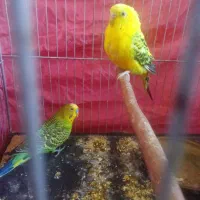 جفت مرغ عشق