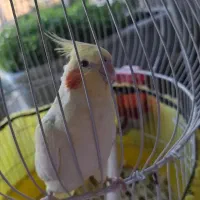 عروس هلندی ماده بالغ لوتینو