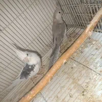 عروس هلندی مولد بندر کنگ