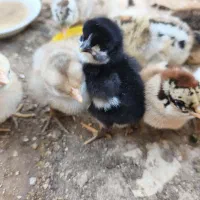 جوجه محلی عربی دو روزه سرحال درجه یک