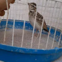 سهره خاکی نر