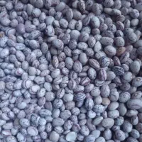 لوبیا چیتی کوشا عالی