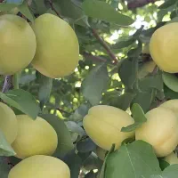 زردالووقیصی