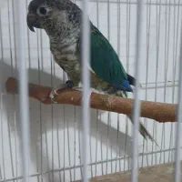 طوطی گرینچیک