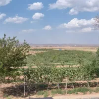 باغ-پسته