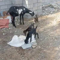 نری