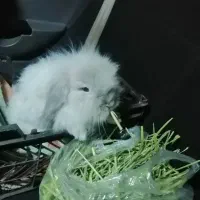 علوفه خرگوش