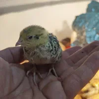 جوجه بلدرچین ۵روزه