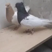 جفت کله ای