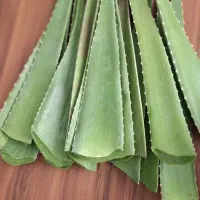 انواع گل و گیاه آلوئه ورا  و کاکتوس