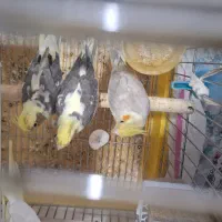 عروس هلندی