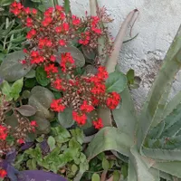 گل طبیعی|گل و گیاه طبیعی|گنبد کاووس, |دیوار