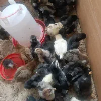 جوجه برهما،ابریشمی،مرندی،امروک،