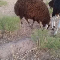بره نر