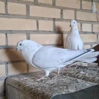 کفتر پر اصفهانی و کاشونی