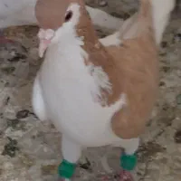 کبوتر